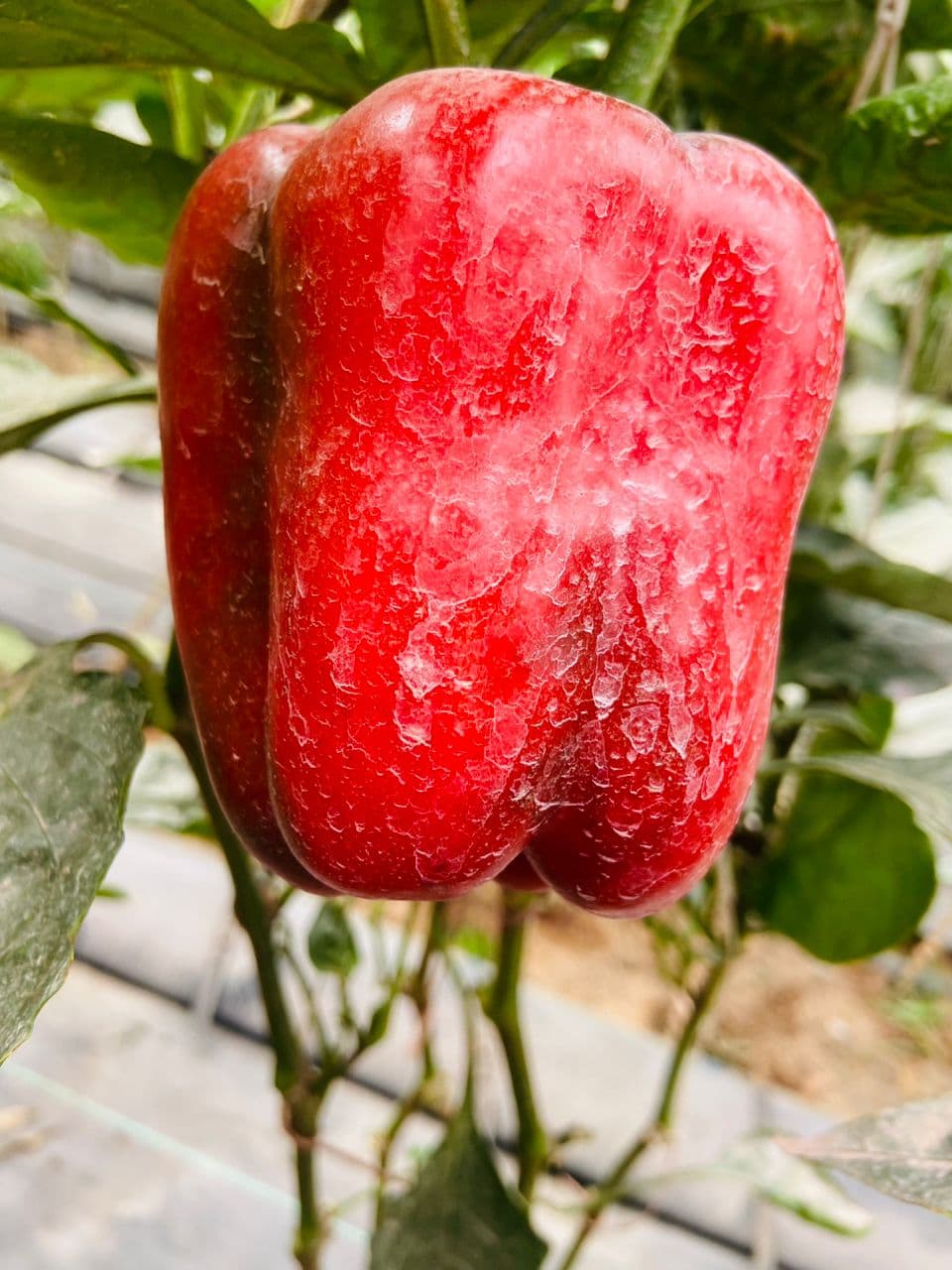 Fresh Tomatoes