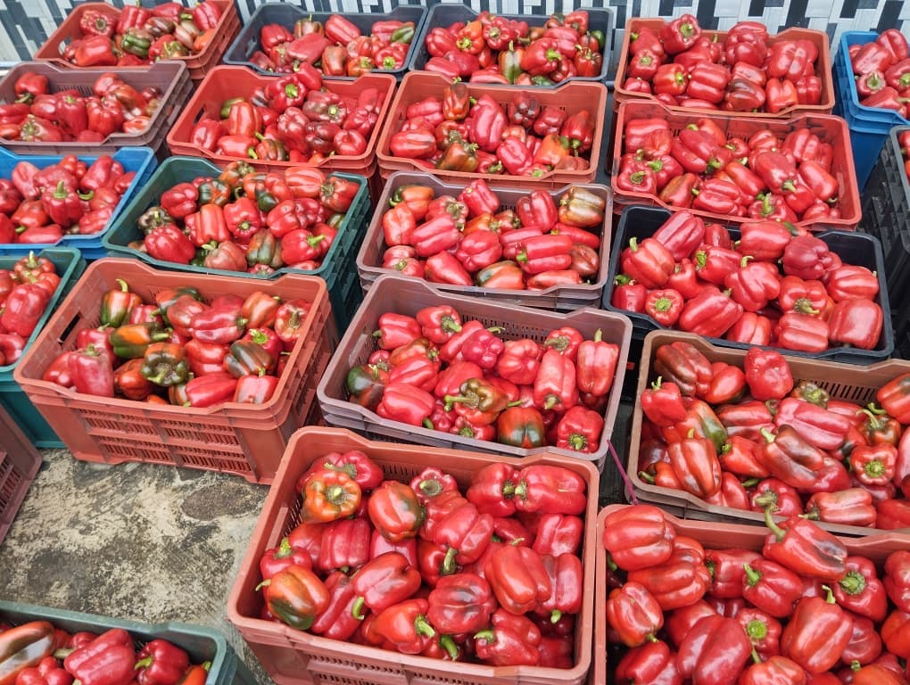 Spicy Habaneros