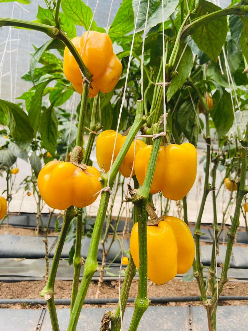 Bell Peppers