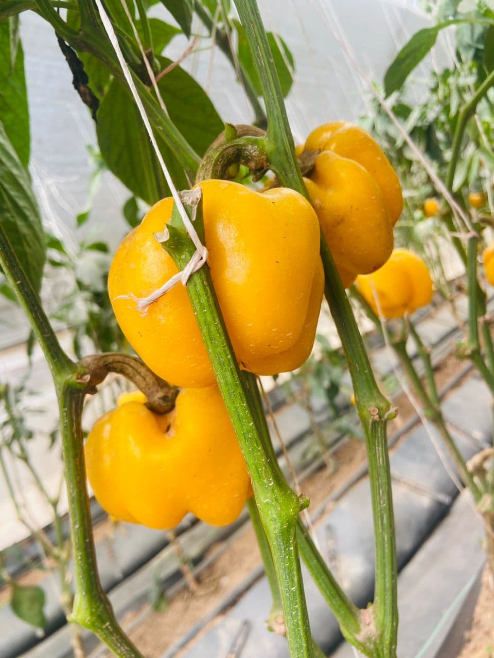 Cucumbers