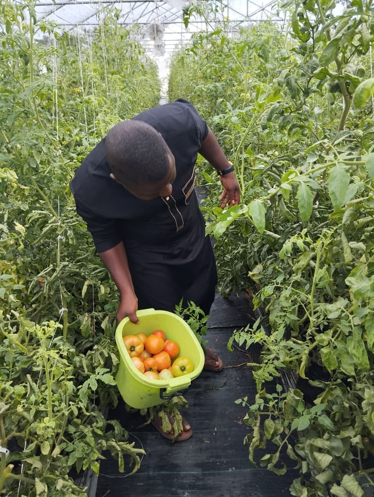 A Jamdaagro worker picking ripe tomatoes into a crate between the vines