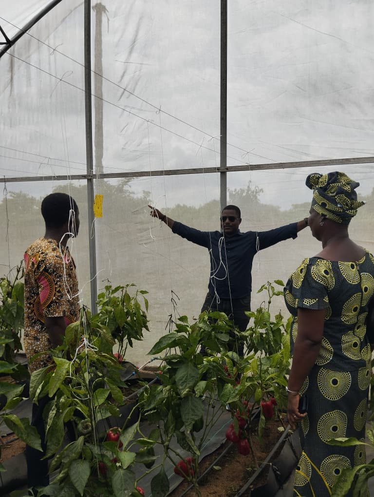 Three members of the Jamdaagro team together in a row of pepper plants inside a greenhouse, one of them explaining to the others